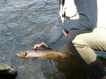 poisson dans l'eau 