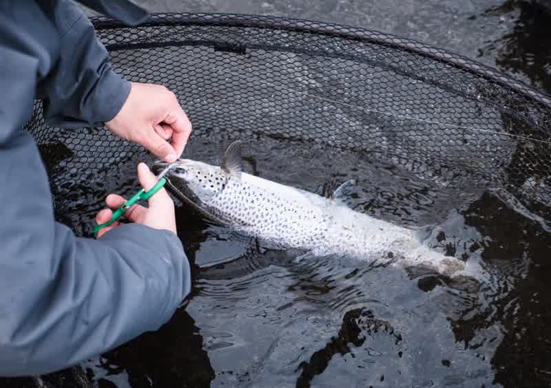 Truite de mer décrochée dans l’épuisette, au ras de l’eau