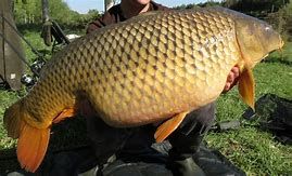 enorme poisson