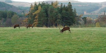 champs de chasse