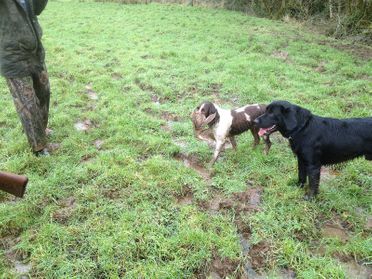 chasseurs avec ses chiens 