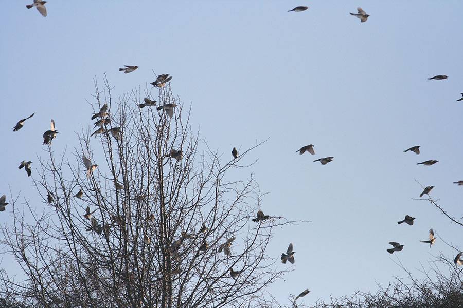 Vol de grives sur un arbre, en Roumanie