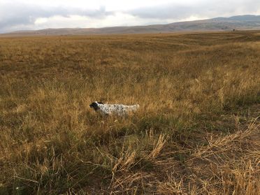 chien de chasse dans les champs