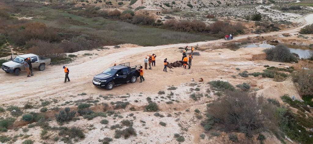 Rassemblement des chasseurs avant une battue en Tunisie
