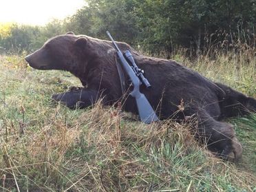 chien de chasse en course