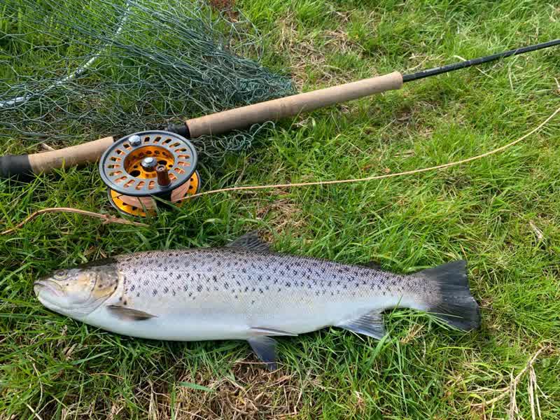 Truite fario posée dans l’herbe près d’une canne à mouche