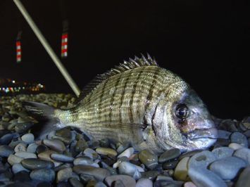 Gros poisson au fond de l'eau