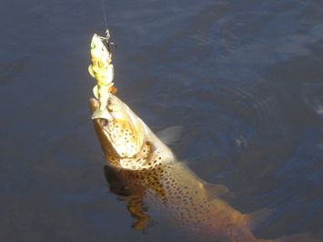 poisson accroché à l'hamecon d'un pecheur