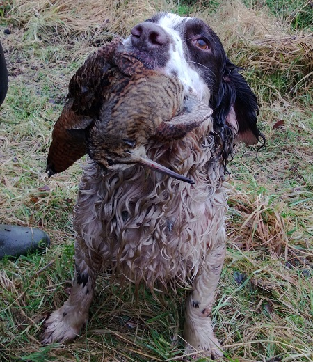 chien avec une perdrix