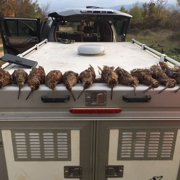 oiseaux morts sur capot de voiture