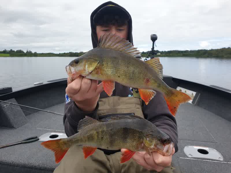 Deux belles perches pêchées en bateau sur un lac irlandais