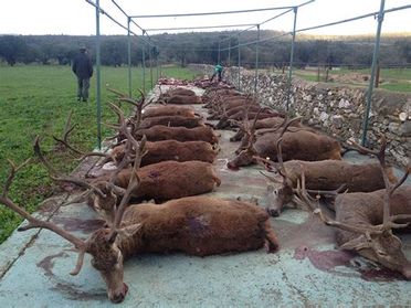 rangée de cerfs tués