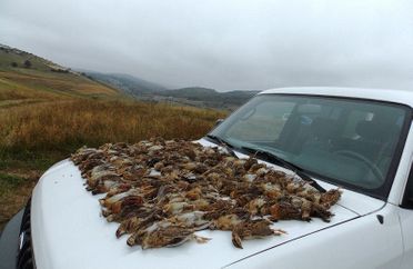 gibiers sur capot de voiture