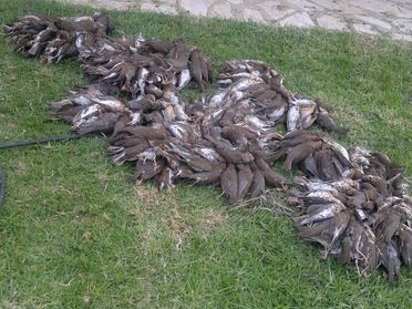 beaucoups d'oiseaux morts