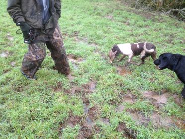 chasseur chiens