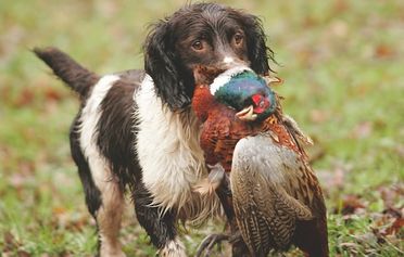 chien de chasse ramene le gibier